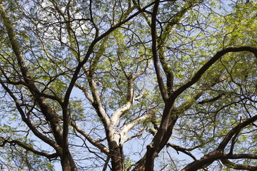 Illuminated tree