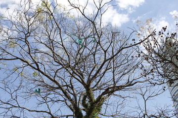 tree the sky