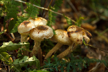 mushrooms growing in the forest