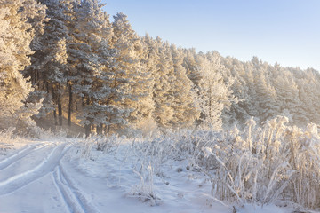Snowy winter landscape. Frosty nature. Cold hoarfrost on trees. Christmas background. Winter clear morning in sunlight.
