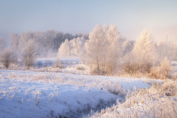 Amazing winter landscape. Trees and plants with hoarfrost on snowy meadow in clear morning. Christmas background. Winter nature landscape. Warm sunlight at winter frosty morning.