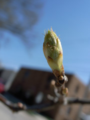 Sprout