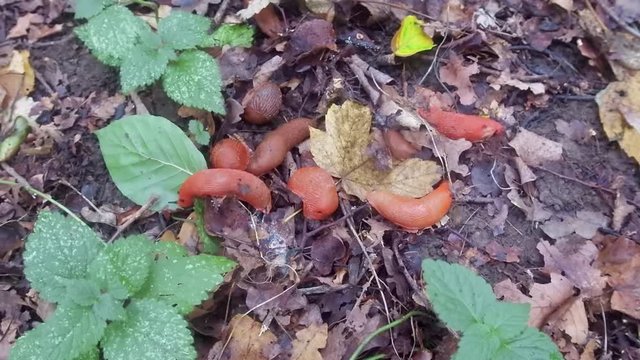 variety of red slug gathered on wet forest floor
