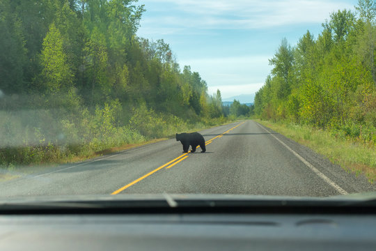 A Bear Crosses The Road In Front Of A Car Along The Cassier Highway