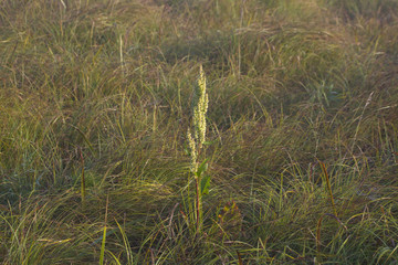 Reeds a misty morning at Hjälstaviken, Stockholm