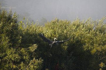  Grey Heron flying at a pond in Hjälstaviken, Stockholm