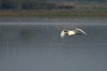 Great Egret in a pond at Hjälstaviken, Stockholm