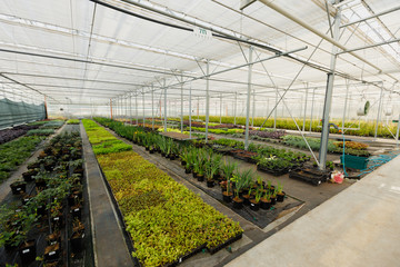 Multi-colored ornamental plants, shrubs and flowers grown for gardening in modern greenhouse with climate control system.