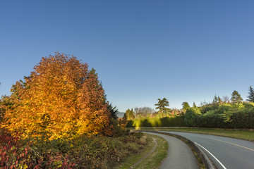 Obraz premium bending asphalted road between green bushes and red tree, blue sky