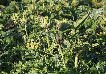 artichoke flower on field