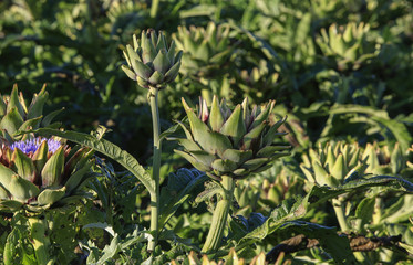 artichoke flower on field