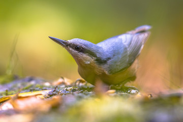 Eurasian Nuthatch autumn color leaves