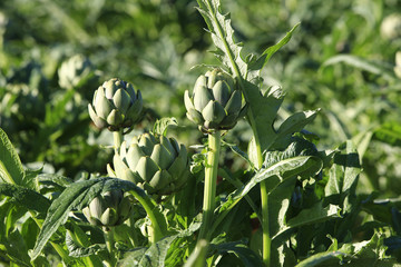artichoke flower on field