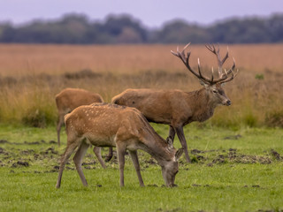 Buck deer guarding doe animals