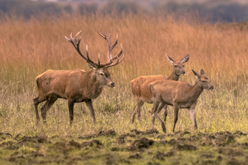 Strong red deer buck with hinds