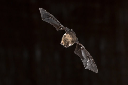 Flying Natterers bat looking down