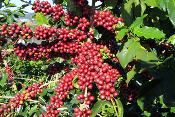 Obraz premium Coffee tree with coffee bean on cafe plantation