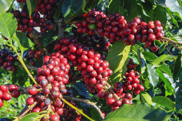 Coffee tree with coffee bean on cafe plantation