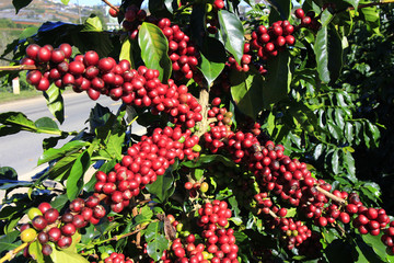Coffee tree with coffee bean on cafe plantation