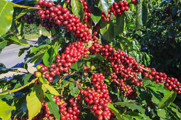 Coffee tree with coffee bean on cafe plantation