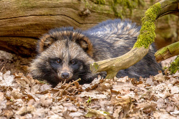 Raccoon dog resting