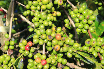 Coffee tree with coffee bean on cafe plantation