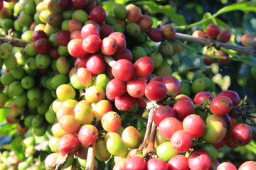 Coffee tree with coffee bean on cafe plantation