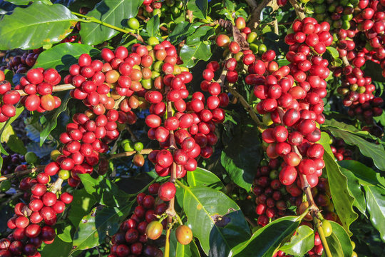 Coffee tree with coffee bean on cafe plantation