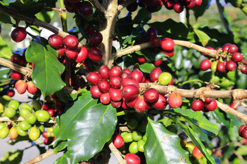 Coffee tree with coffee bean on cafe plantation