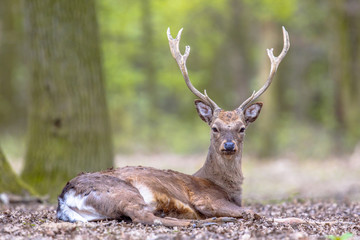 Male Fallow deer resting