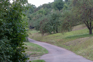 Apfelbaum, Apfel, Wiese, Hütte