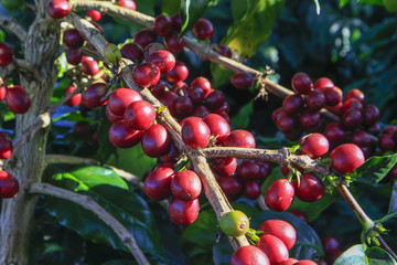 Coffee tree with coffee bean on cafe plantation