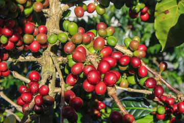 Coffee tree with coffee bean on cafe plantation