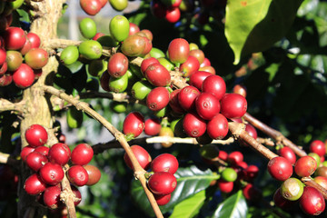 Coffee tree with coffee bean on cafe plantation
