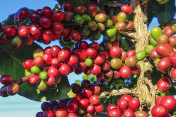 Coffee tree with coffee bean on cafe plantation