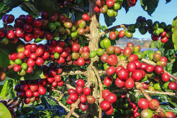 Coffee tree with coffee bean on cafe plantation