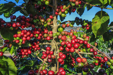 Coffee tree with coffee bean on cafe plantation