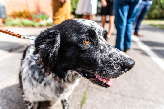 head and fsce of a border collie mixed breed black and white fur closeup bokeh