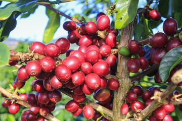 Coffee tree with coffee bean on cafe plantation