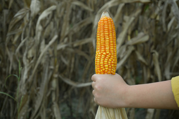 corn on hand