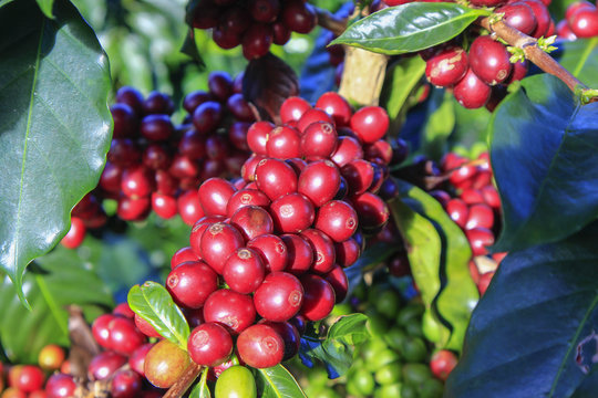 Coffee tree with coffee bean on cafe plantation