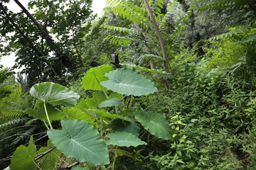 green Xanthosoma leaves in nature garden