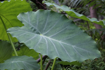 arrowleaf elephant ear also known as Xanthosoma