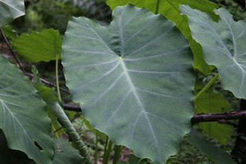 arrowleaf elephant ear tropical flowering plant