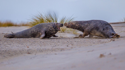 Fighting Grey seal males on beach