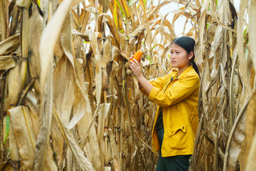 The girl in yellow robes walks to watch the corn ready to be harvested