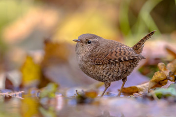 Reflection of Eurasian wren and autumn leaves