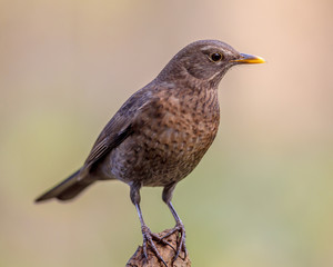 Female blackbird autumnal backgound