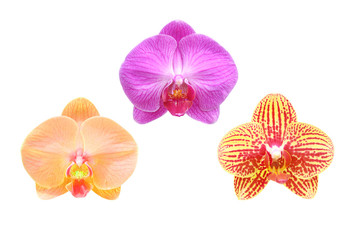 Fototapeta na wymiar Close-up of orchid flpwer isolated on white