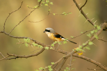 Bay-backed Shrike , Lanius vittatus, Jhalana, Rajasthan, India
